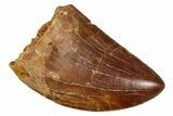 Serrated, Carcharodontosaurus Tooth - Real Dinosaur Tooth #341301-1
